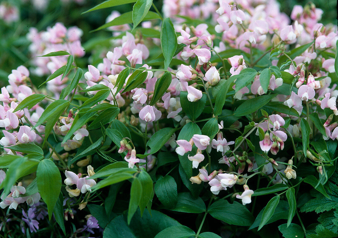 Lathyrus vernus 'Rosa Perle' (Staudenwicke)