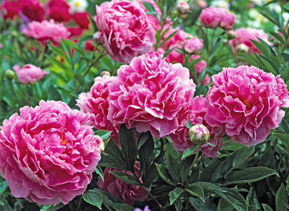 Paeonia-lactiflora-Hybr. 'Auguste Dessert' (Pfingstrose)