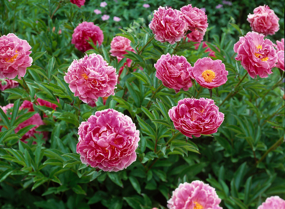 Paeonia lactiflora Hybr. 'Auguste Dessert' (Peony)