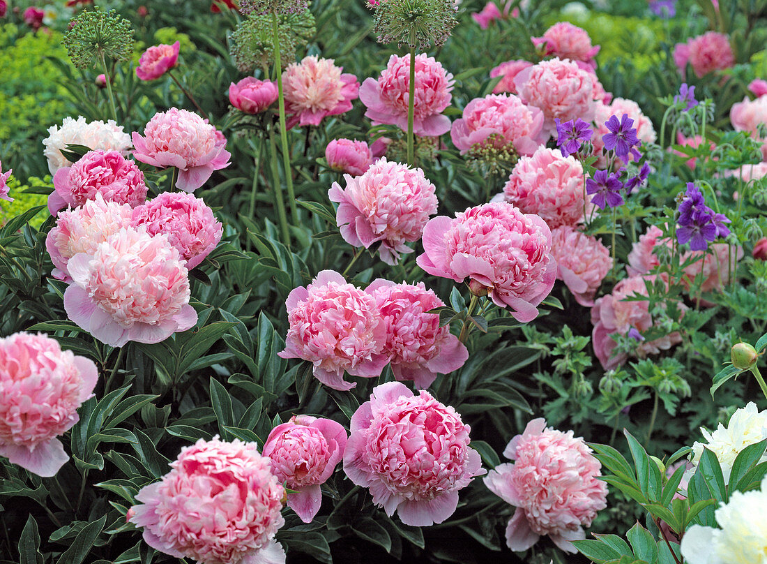 Paeonia-lactiflora-Hybr. 'Phyllis Kelway' (Pfingstrose)