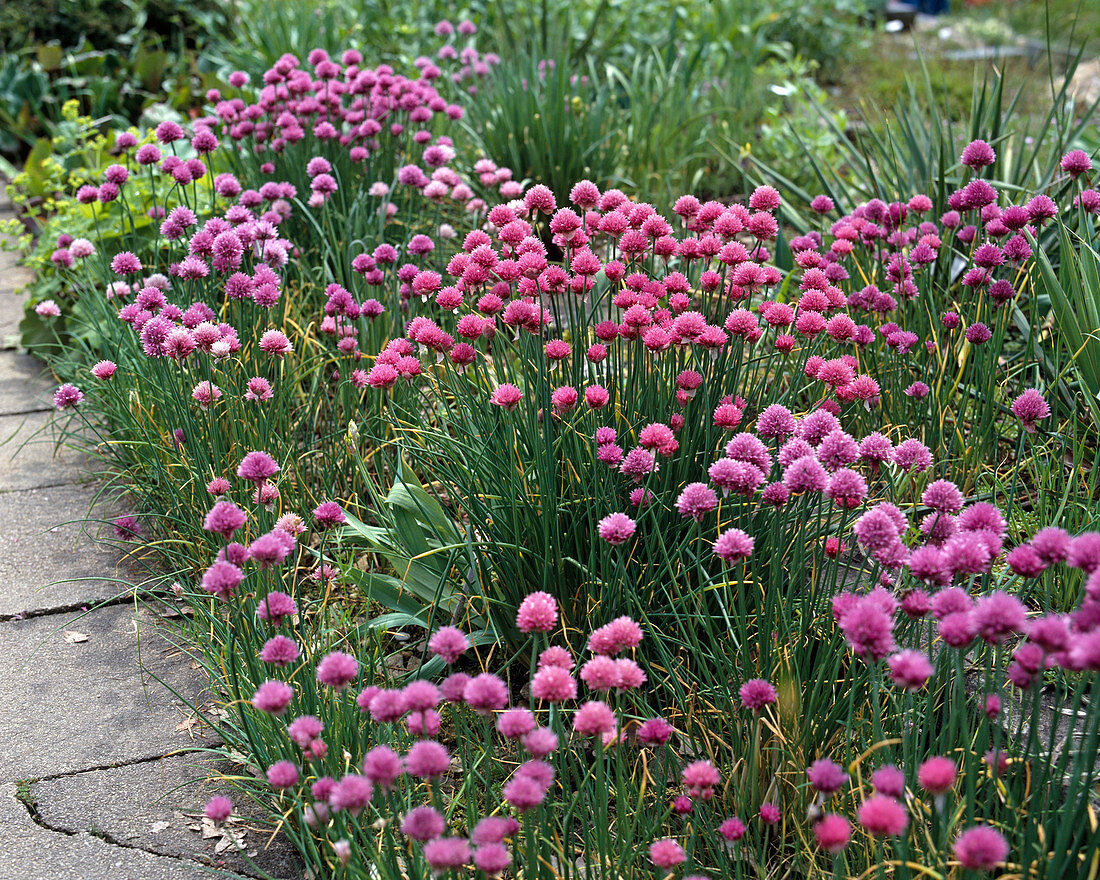 Allium schoenoprasum 'Forescate'