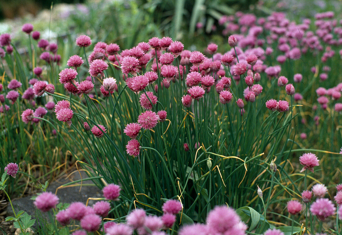 Allium schoenoprasum 'Forescate'