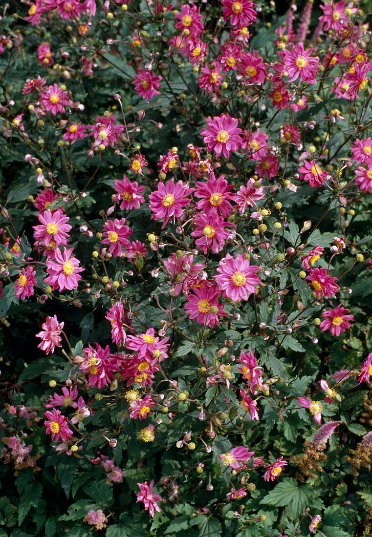 Anemone japonica hybride 'Bressingham Glow'