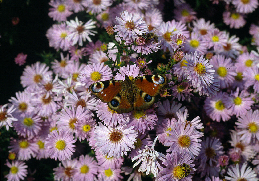 Aster 'Silver Cushion'