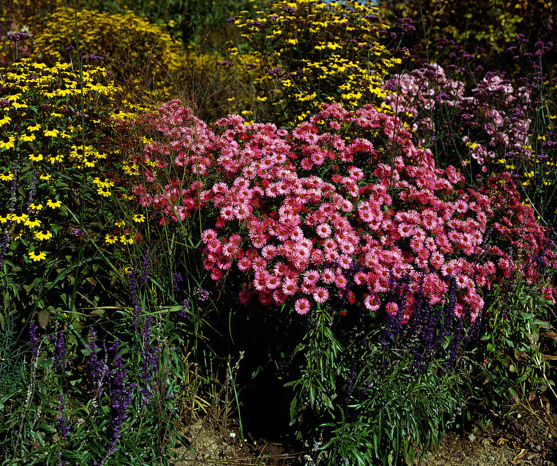 Aster novae-angliae 'Rubinschatz'