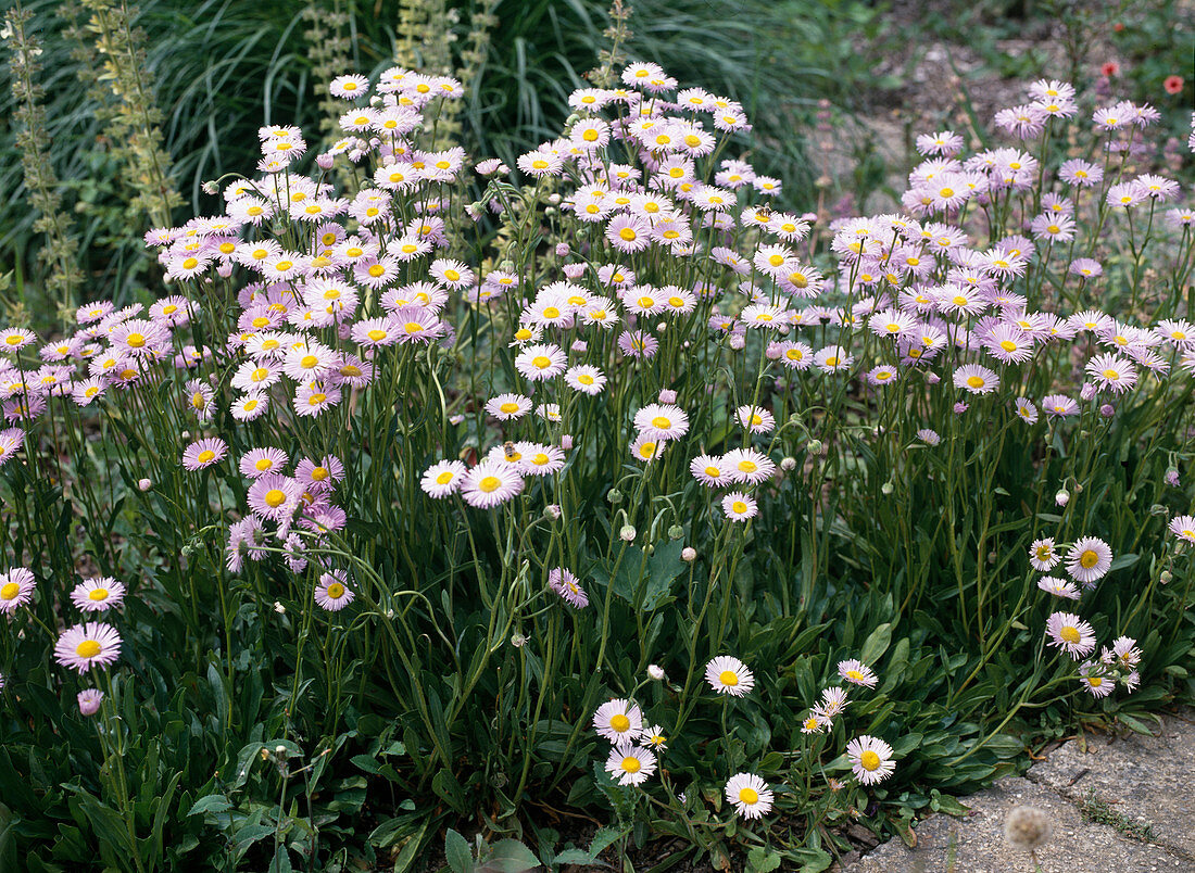 Erigeron 'Prosperity' (Fine ray aster)