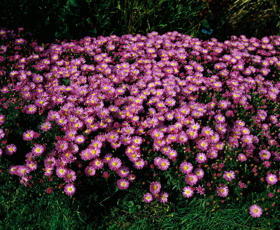 Aster dumosus 'Heinz Richard'