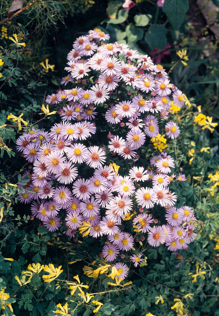 Aster dumosus, silver blue cushion