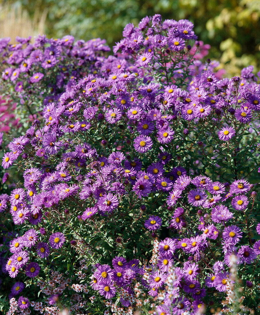 Aster Novi-belgii – Bild kaufen – 12205143 Gartenbildagentur Friedrich ...