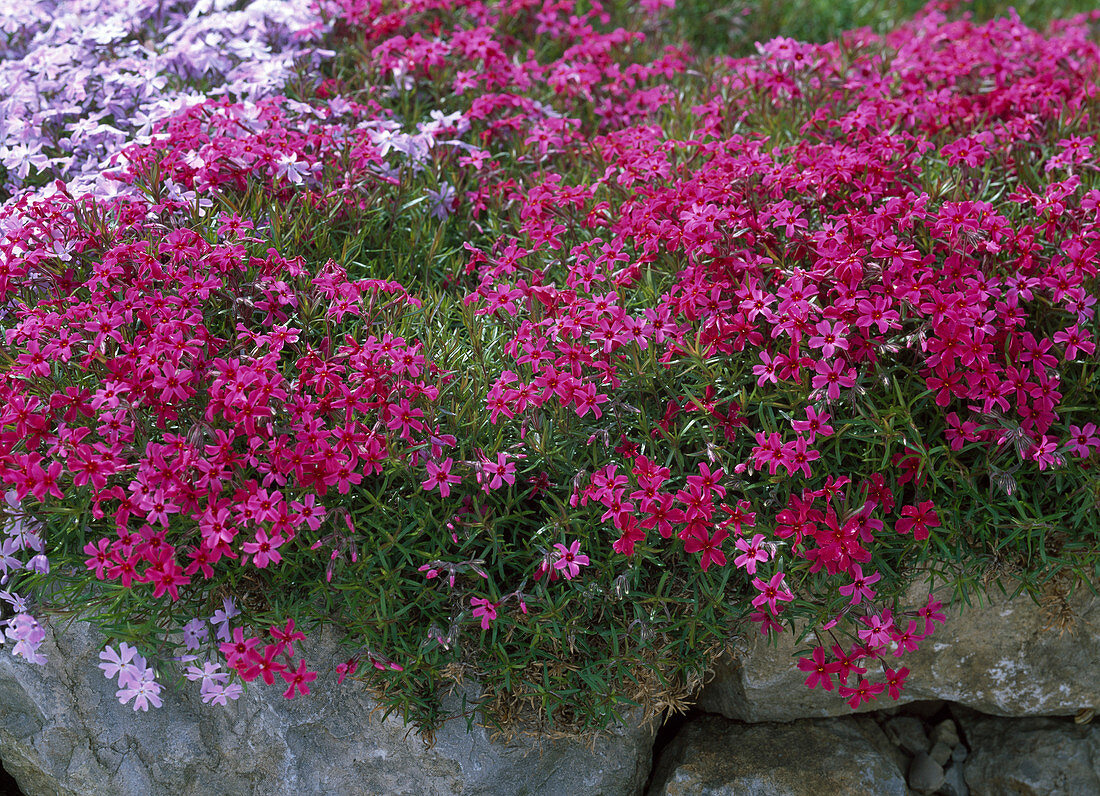 Phlox subulata 'Temiscaming' (Cushion Phlox)