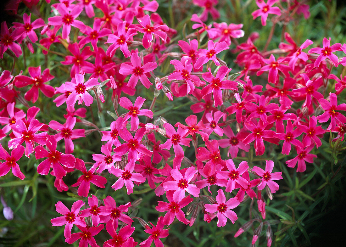 Phlox subulata 'Temiscaming'