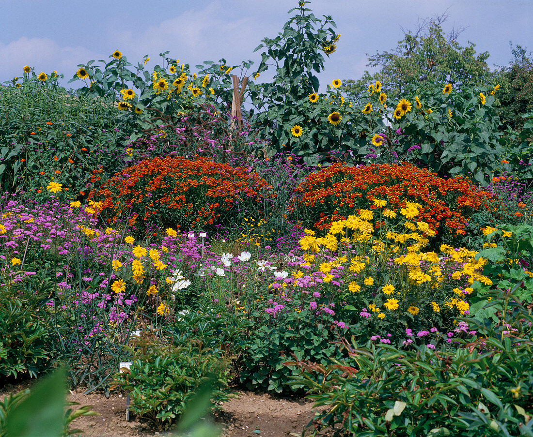 Helianthus annuus 'Golden Negro', Helenium, Ageratum houstonianum, Heliopsis scabra