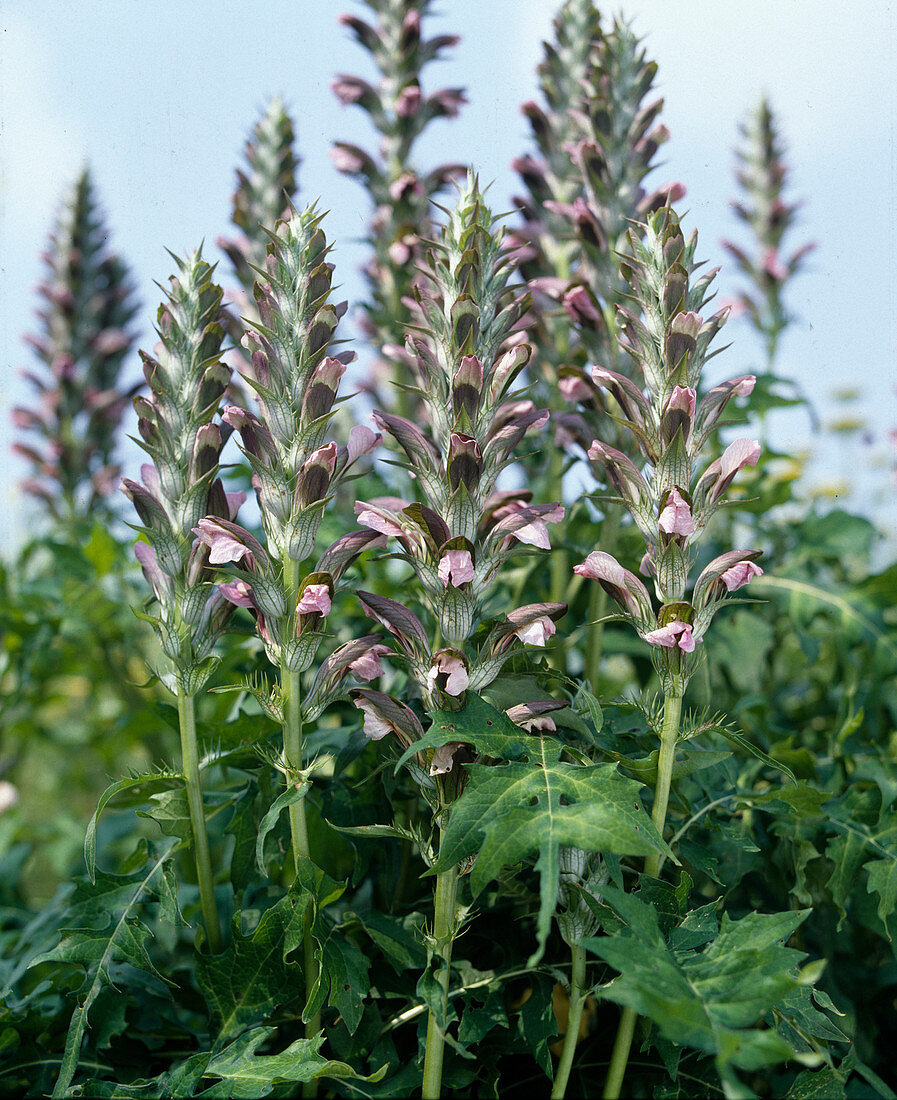 Acanthus longifolius