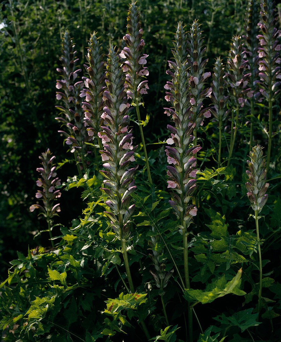 Acanthus longifolius 'Stele'