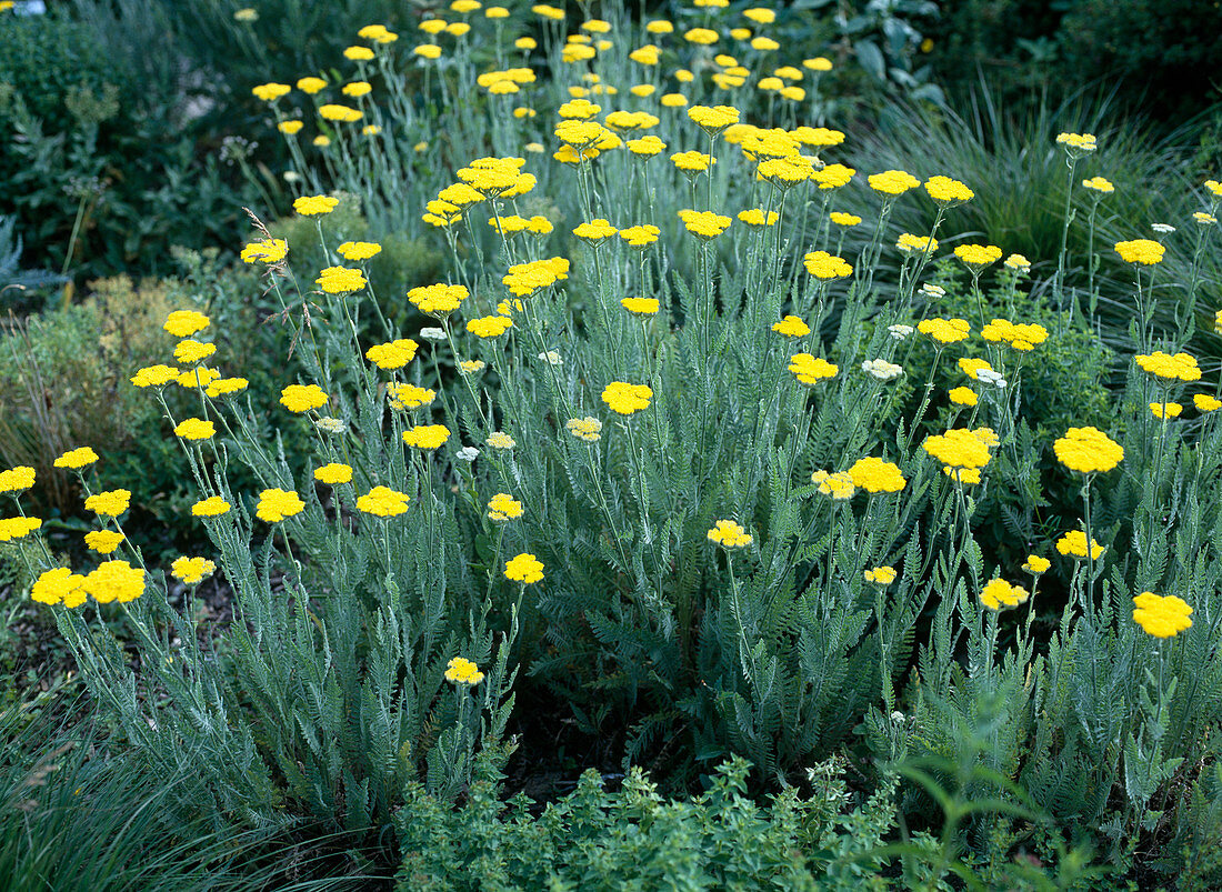 Achillea filipendulina