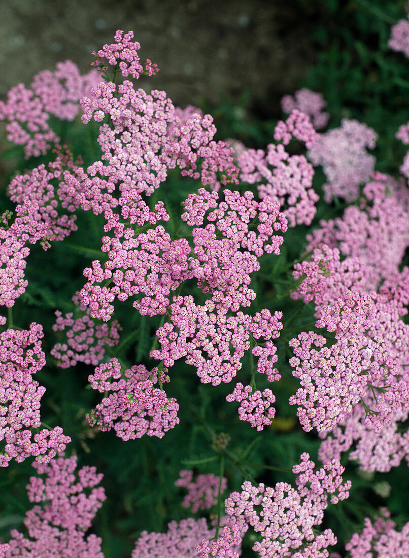 Achillea millefolium