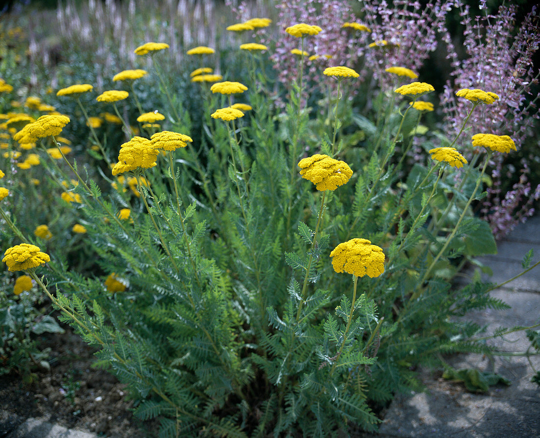 Achillea filipendulina-hybr. 'New Gold'