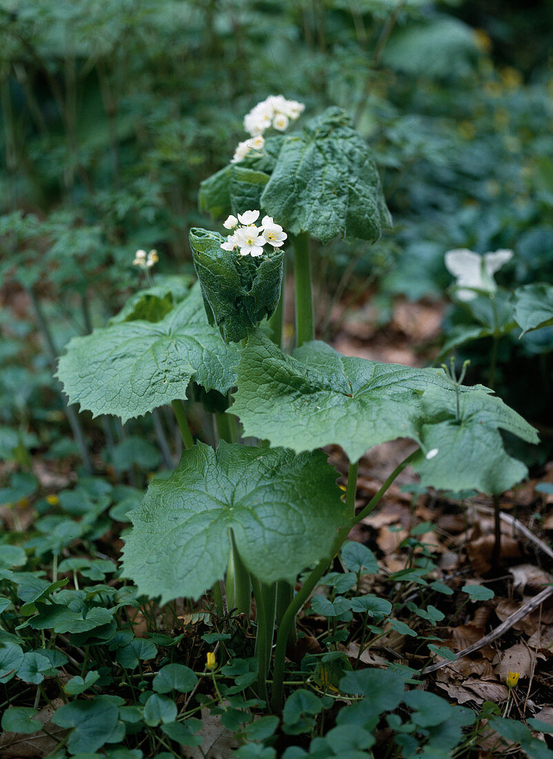 Actaea rubra