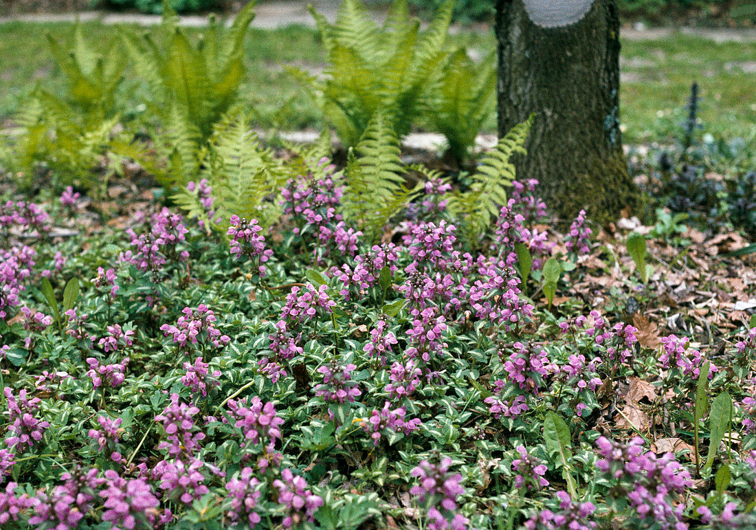 Lamium maculatum 'Pink Pewter' / Taubnessel