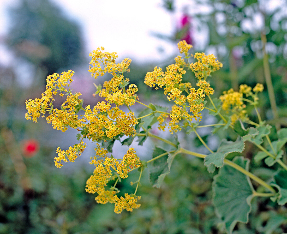 Alchemilla mollis