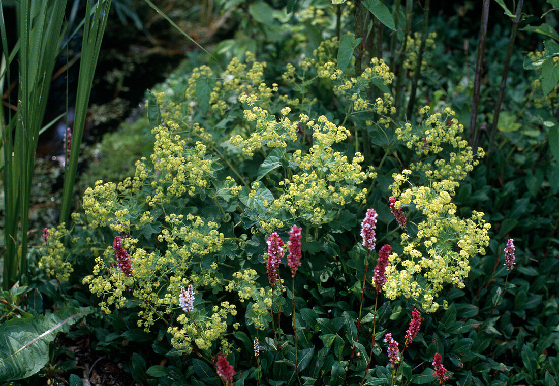 Alchemilla mollis, Ajuga reptans