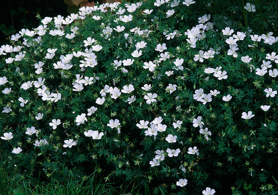 Geranium sanguineum 'Album' (White Cranesbill)