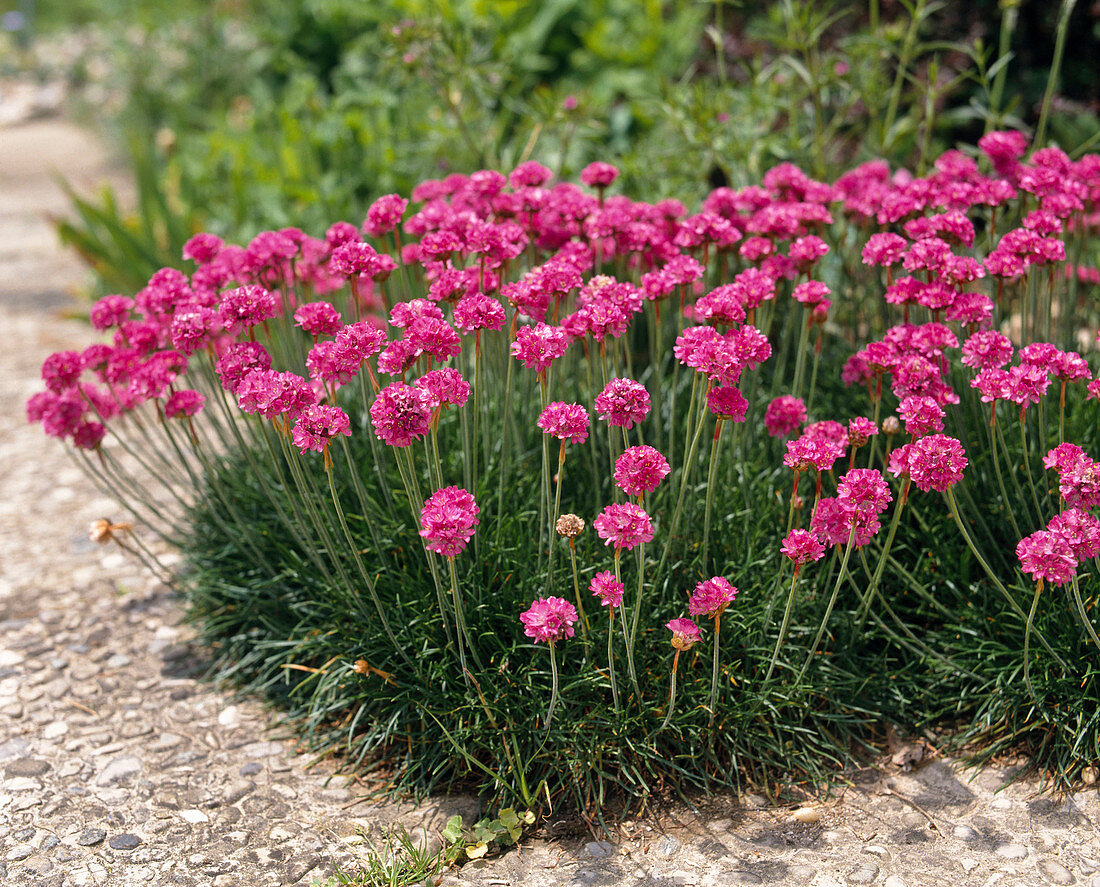 Armeria maritima 'Düsseldorfer Stolz'