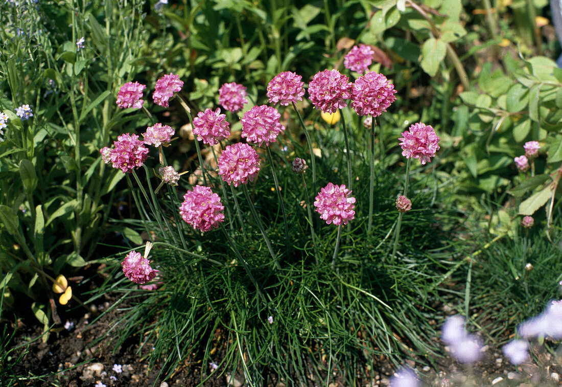 Armeria hybrid