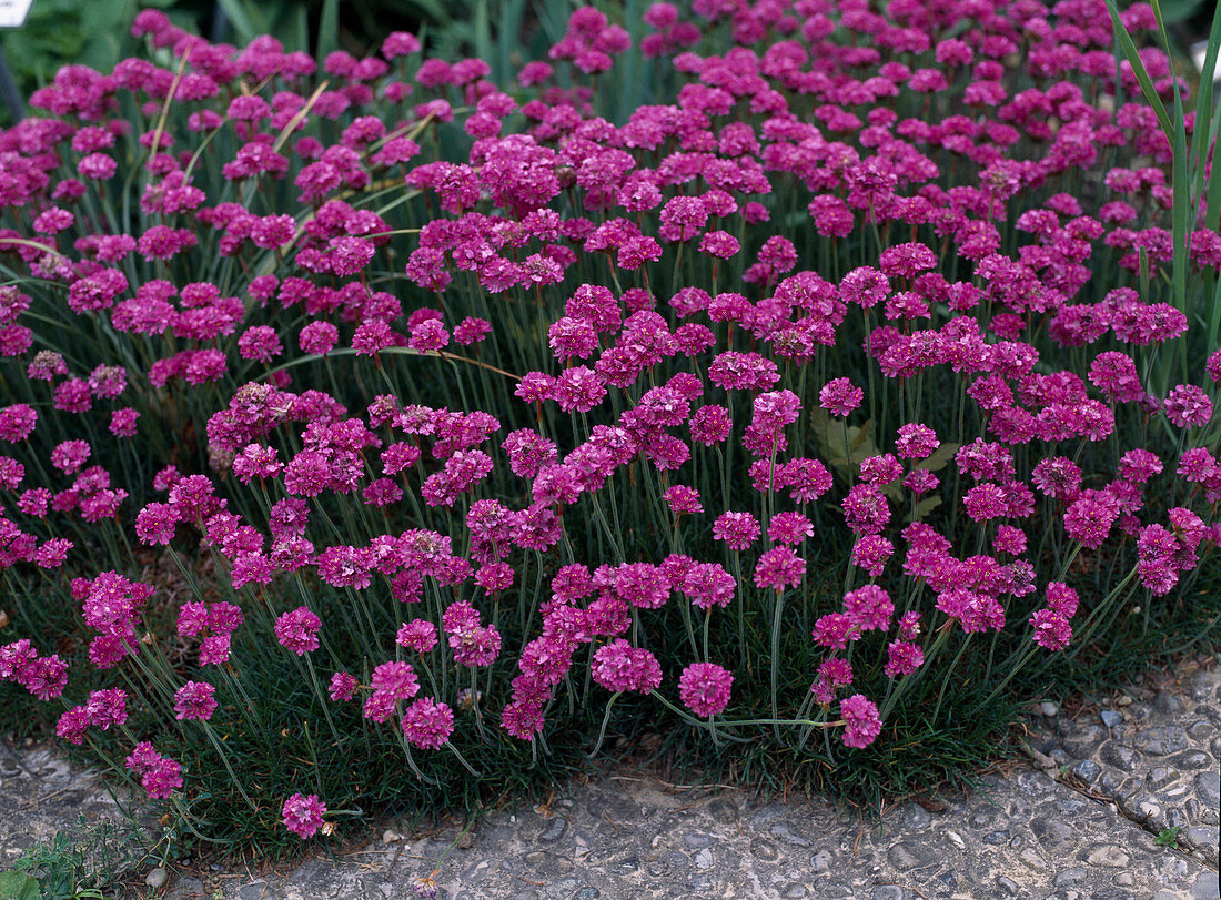 Armeria maritima 'Dusseldorf Pride'