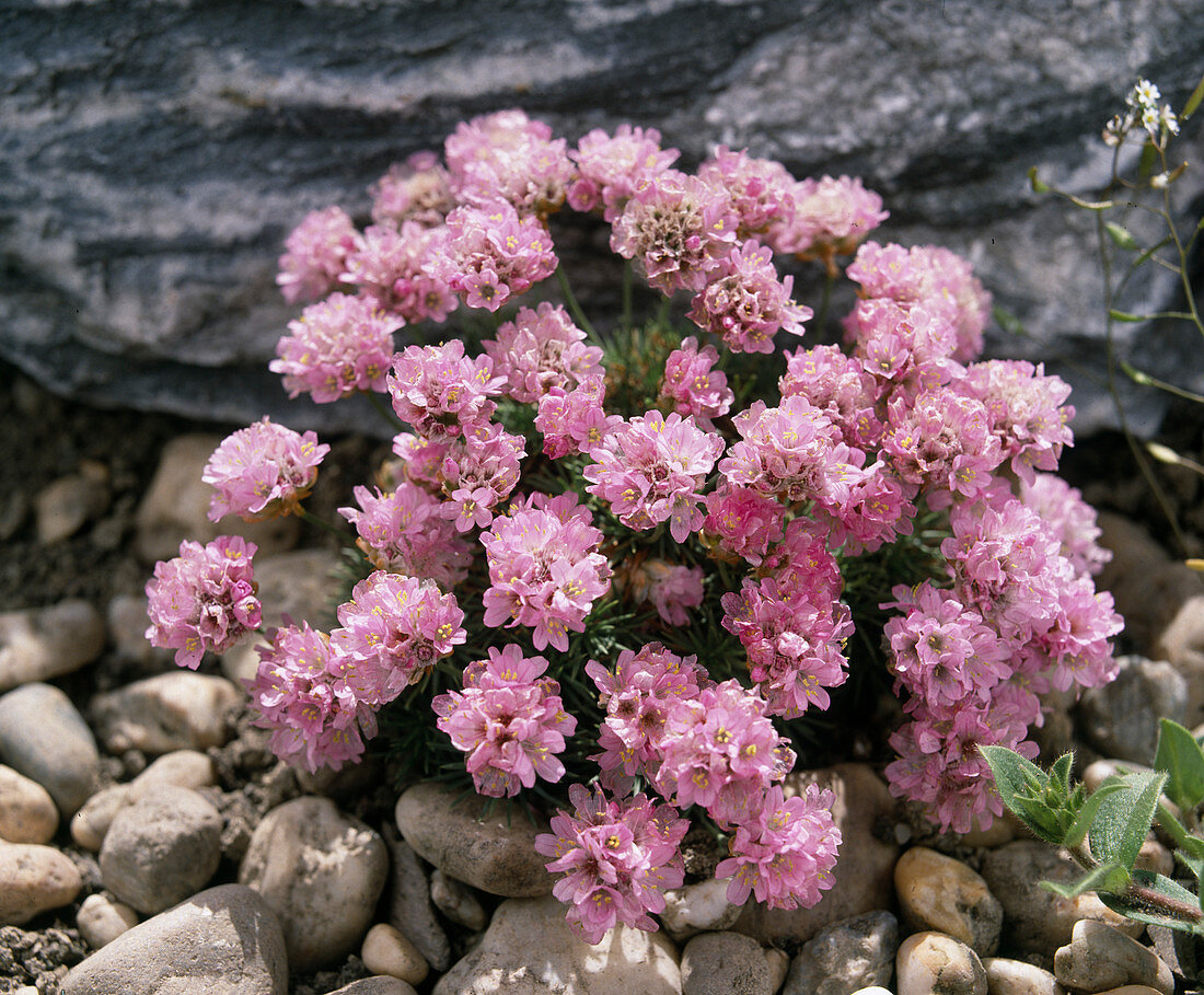 Armeria caespitosa 'Bechwood'