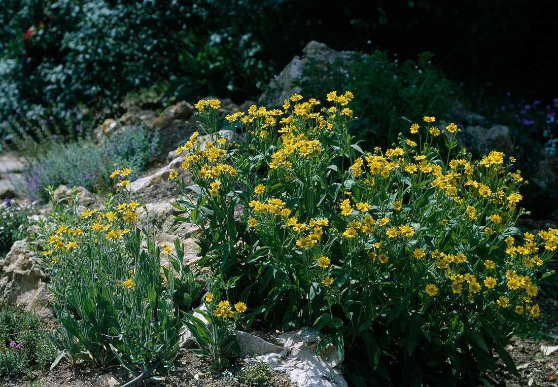 Arnica paryi and Arnica sachalinense