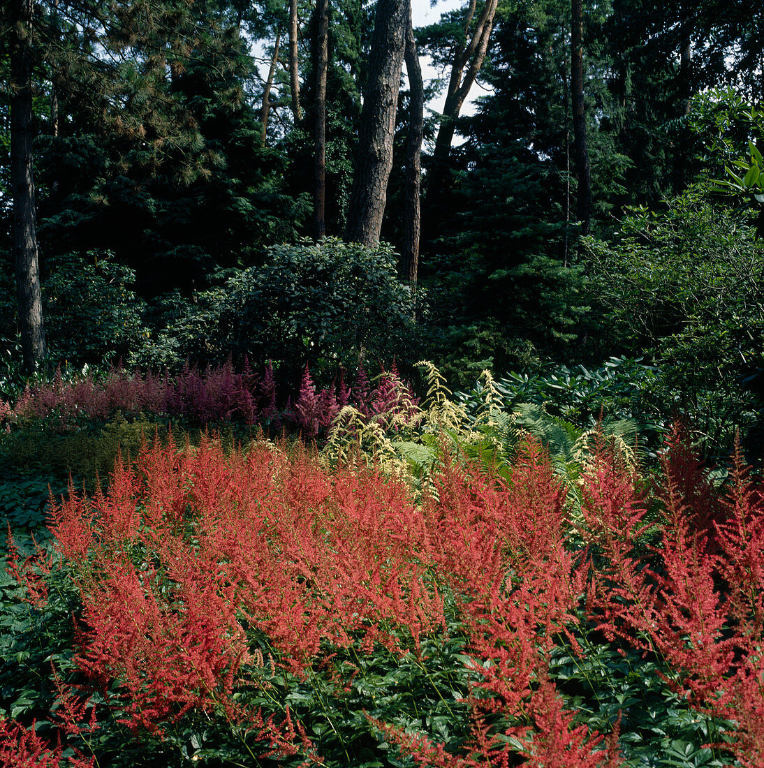 Astilbe arendsii 'Feuer', Thunbergii