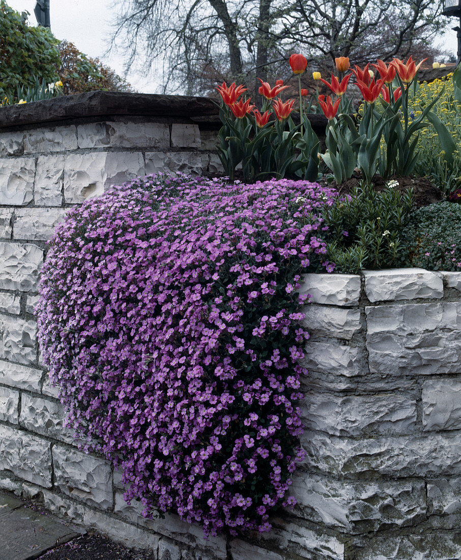 Aubrieta X cultorum (Blue cushion)