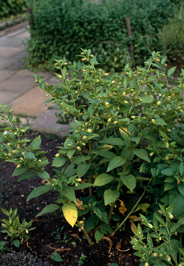 Atropa belladonna