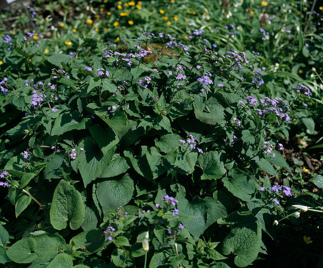 Brunnera macrophylla