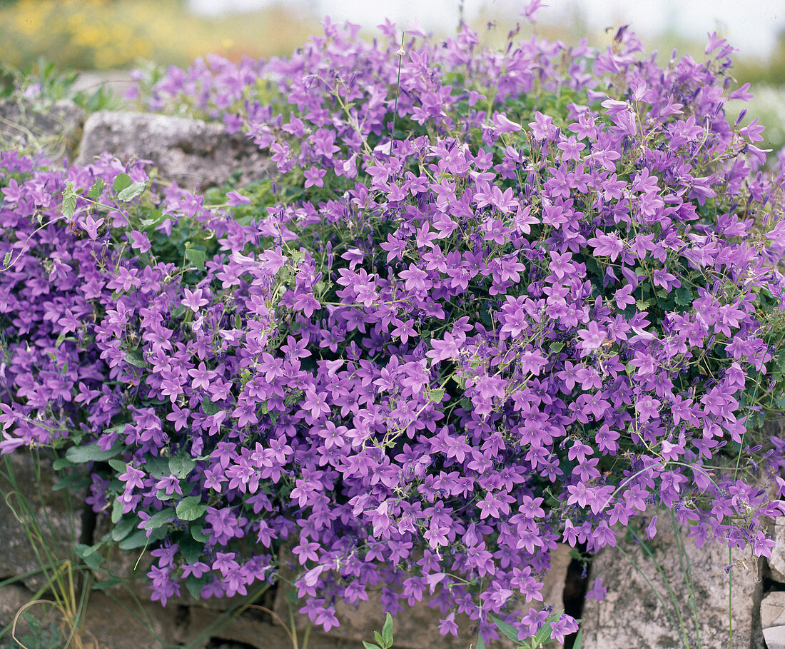 Campanula portenschlagiana 'Birch Hybrid' carpet bellflower