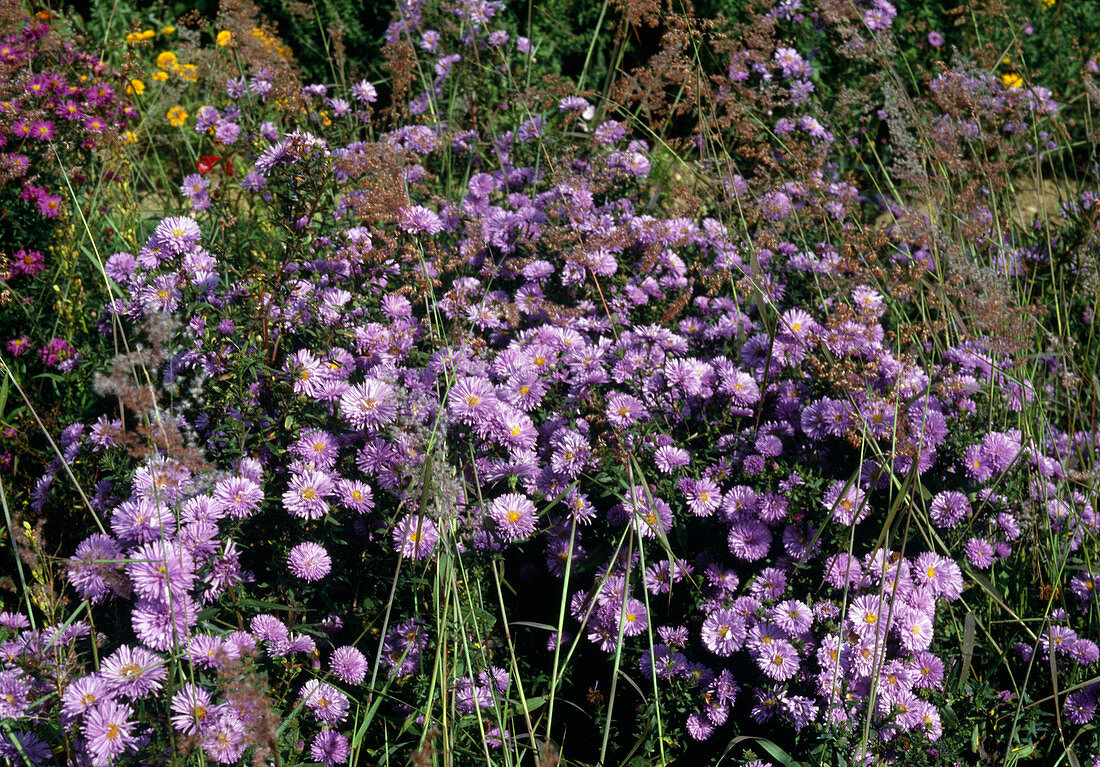 Aster novi-belgii 'Mary Bellard'