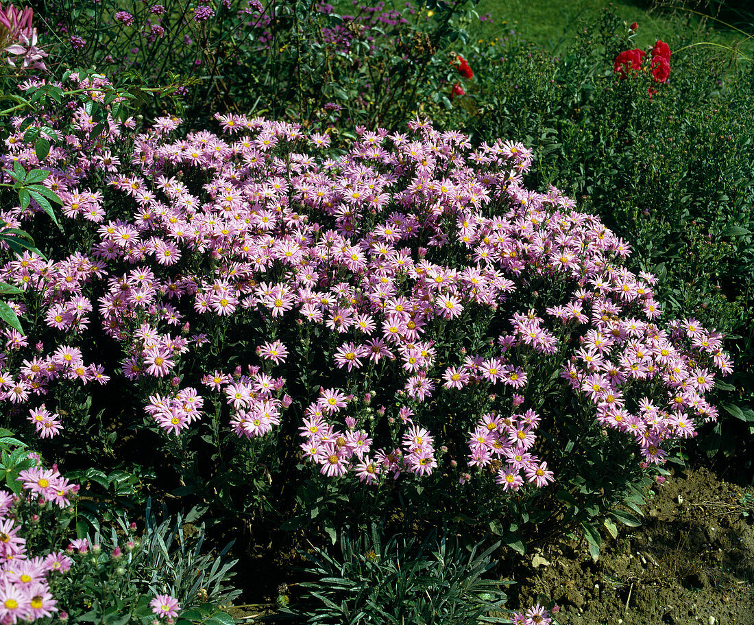 Aster amellus (Mountain aster)