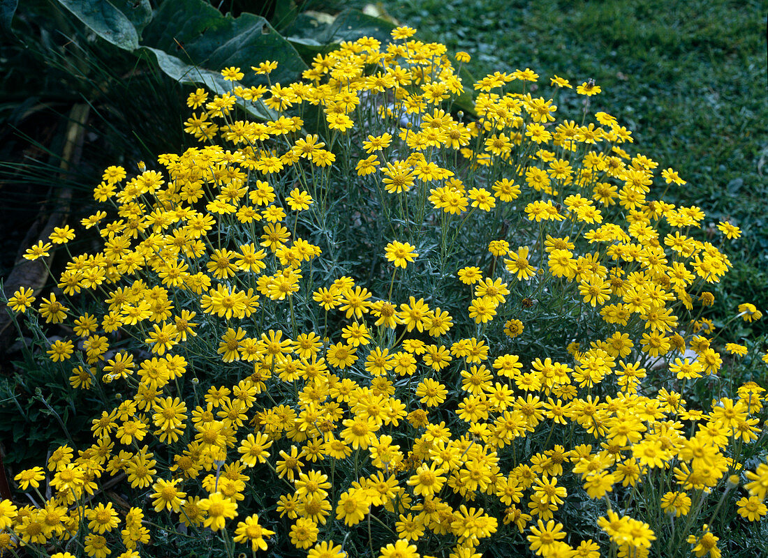 Anthemis tinctoria