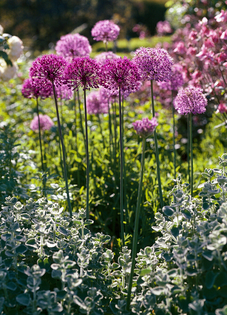 Allium aflatunense