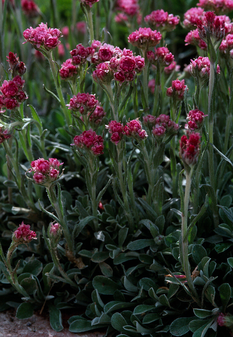 Antennaria dioica