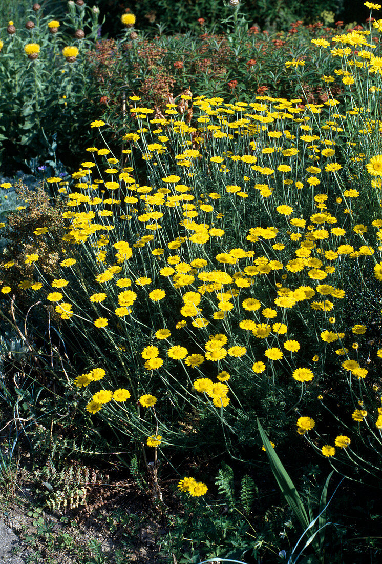 Anthemis tinctoria