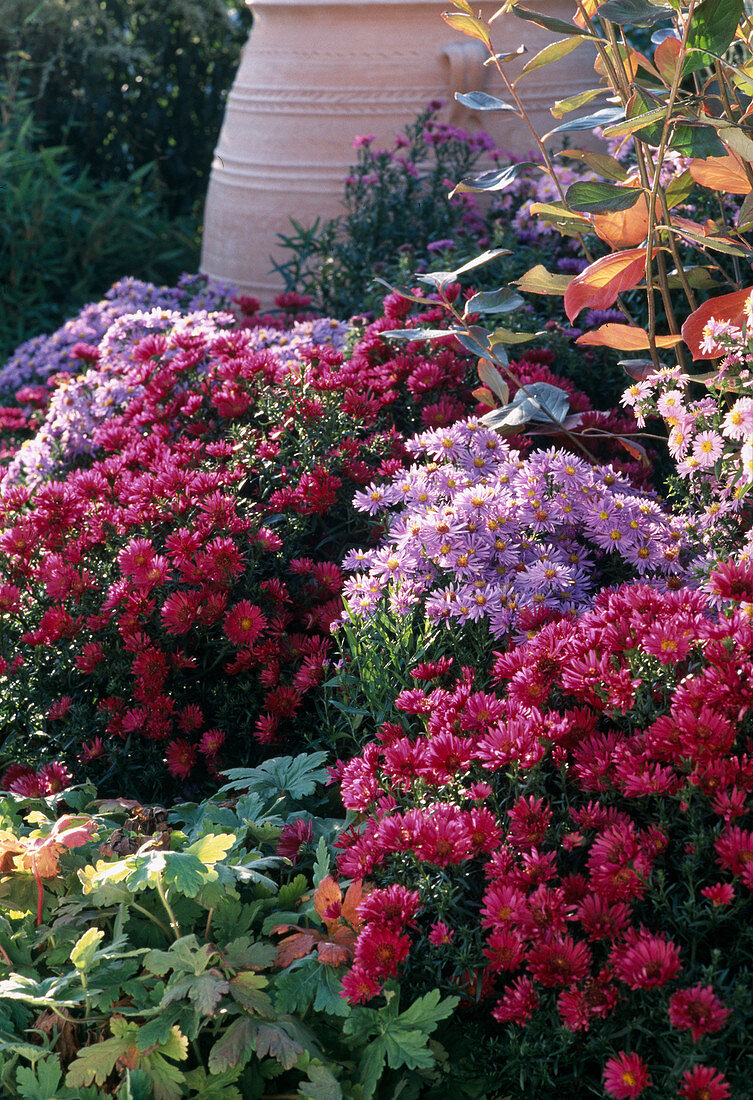 Aster 'Royal Ruby', Aster N.B. 'Strawberry and Cream'