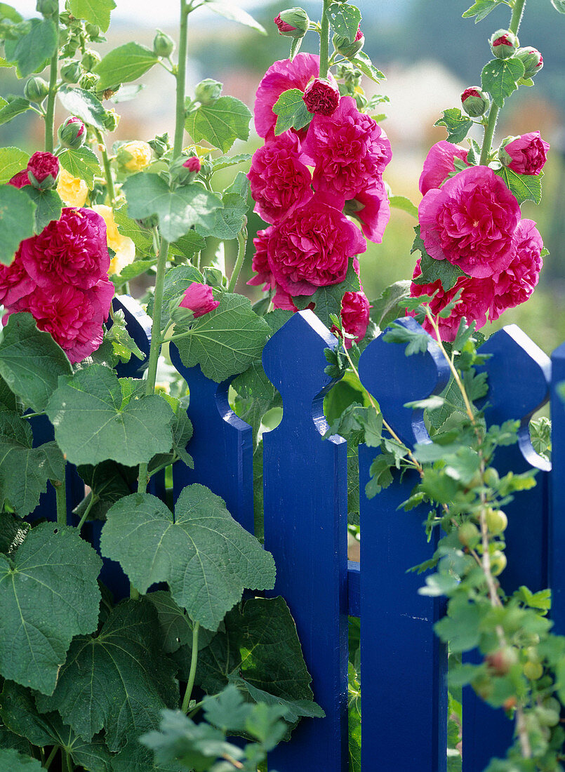 Alcea rosea