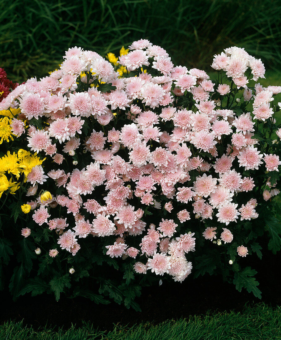 Chrysanthemum indicum