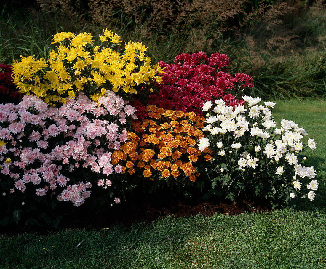 Chrysanthemum indicum