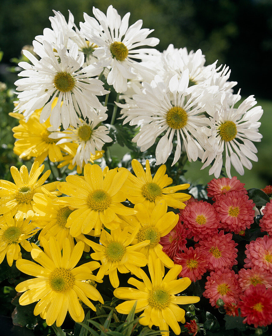 Chrysanthemum indicum