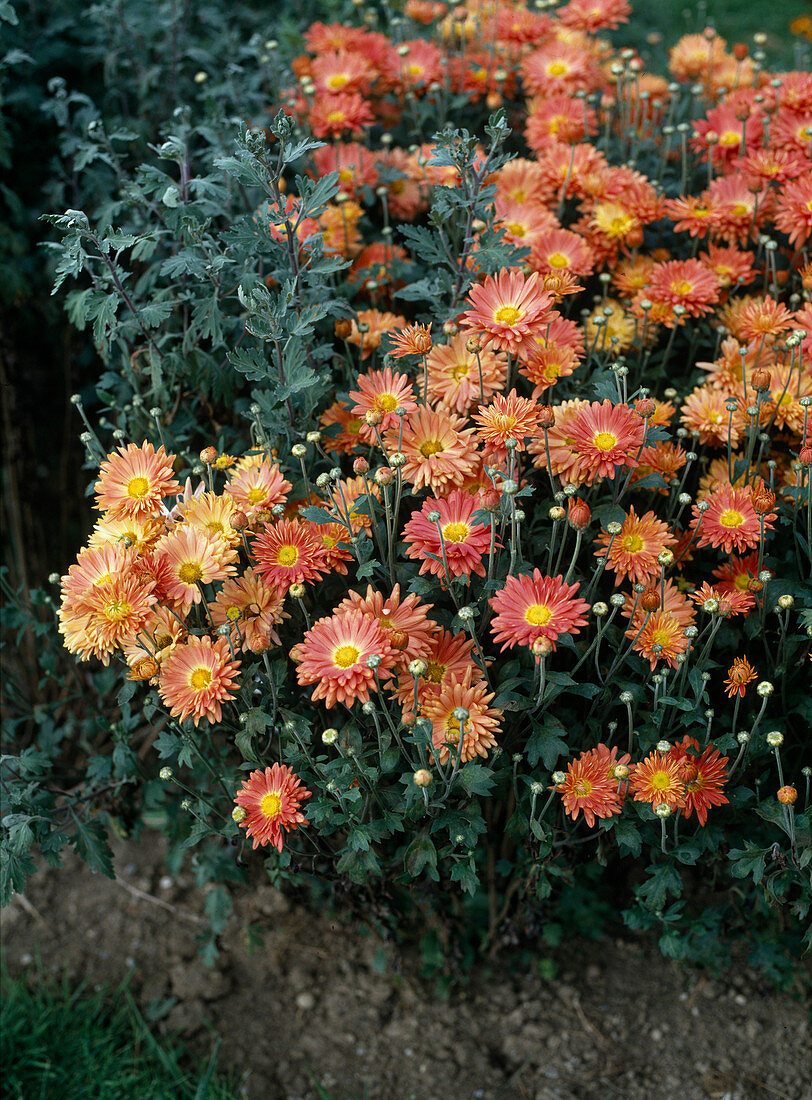 Chrysanthemum indicum 'Red Fox'