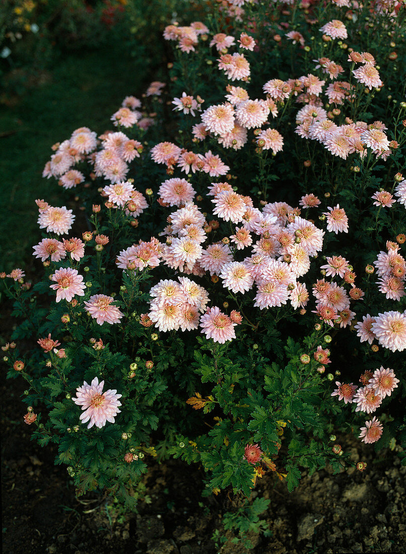 Chrysanthemum indicum