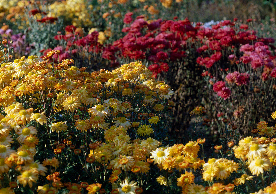 Chrysanthemum x Hortorum